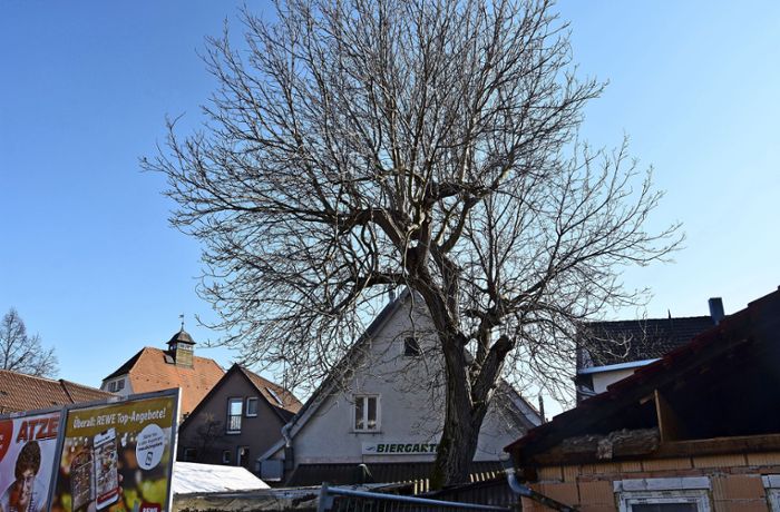 Naturschutz in Hedelfingen: Nussbaum vor Fällung gerettet
