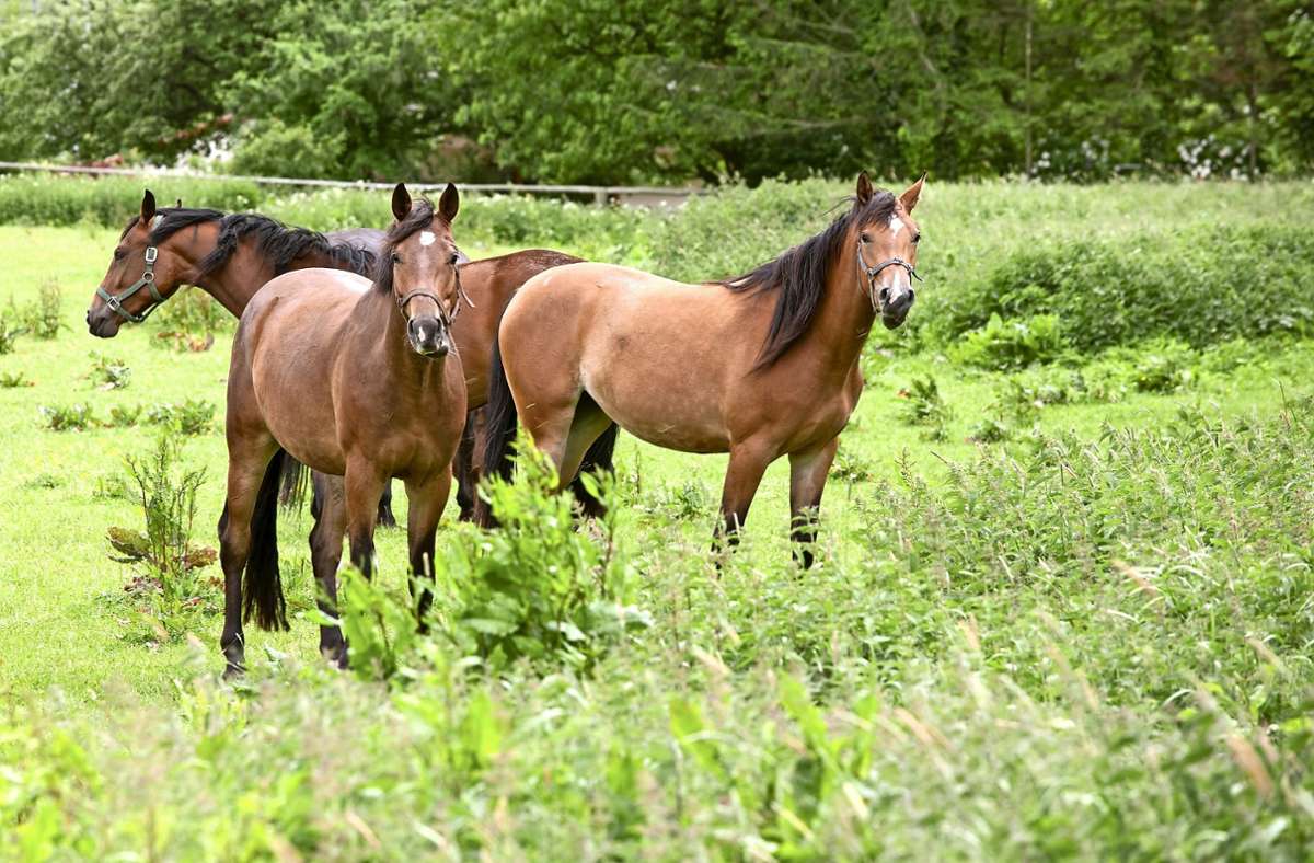 Mehrere Angriffe in Thüringen: Polizei schnappt mutmaßlichen Pferdemörder