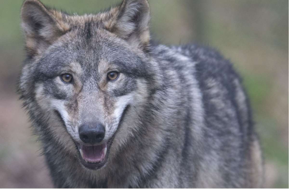 Wölfe in Deutschland: Deutlich mehr Wolfsrudel in Deutschland