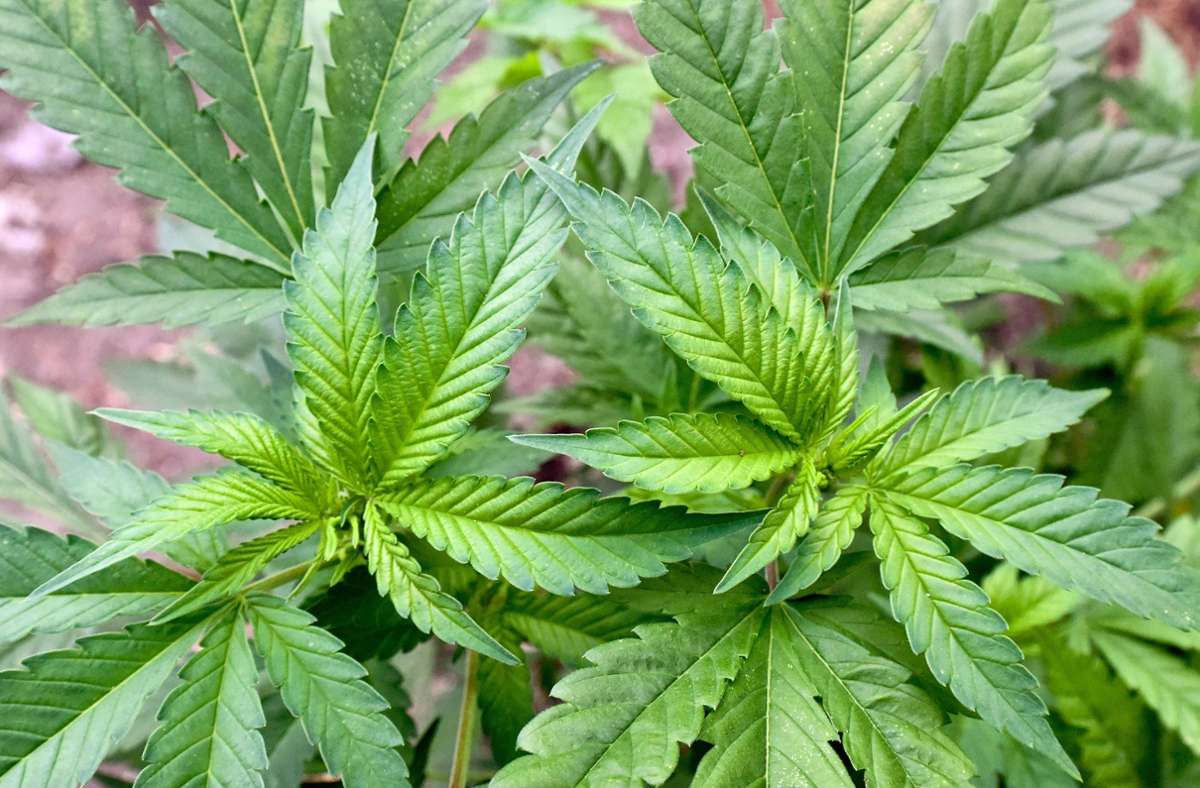 Nach Ampel-Entscheidung: Einige bayerische Bauern wollen offenbar bald Cannabis anbauen