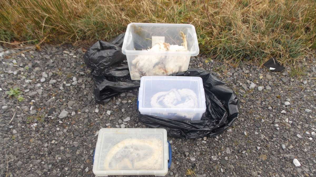 Tiere: 27 tote Schlangen an Straßenrand in Wales entdeckt