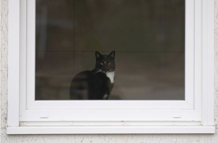 Walldorf: Erstes Zwangsgeld wegen Katzen-Ausgangsverbot verhängt