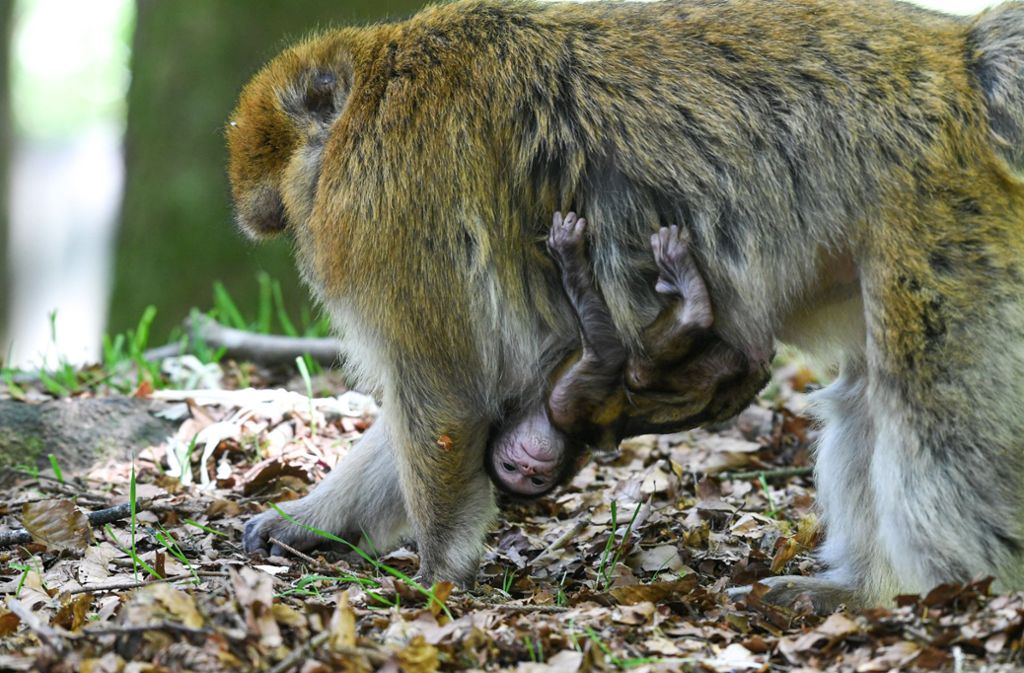 Eine Affenmutter trägt ihr Baby unter dem Bauch.