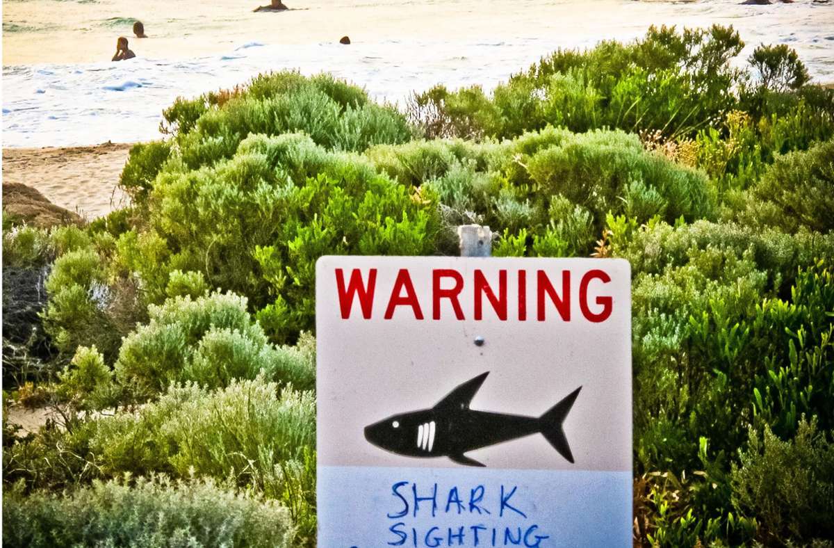 Australien: Surfer stirbt nach Hai-Angriff