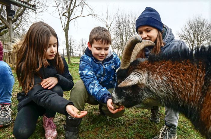 Jugendfarm Kornwestheim: Tierführerschein: Studentinnen bieten  neuartiges Projekt an