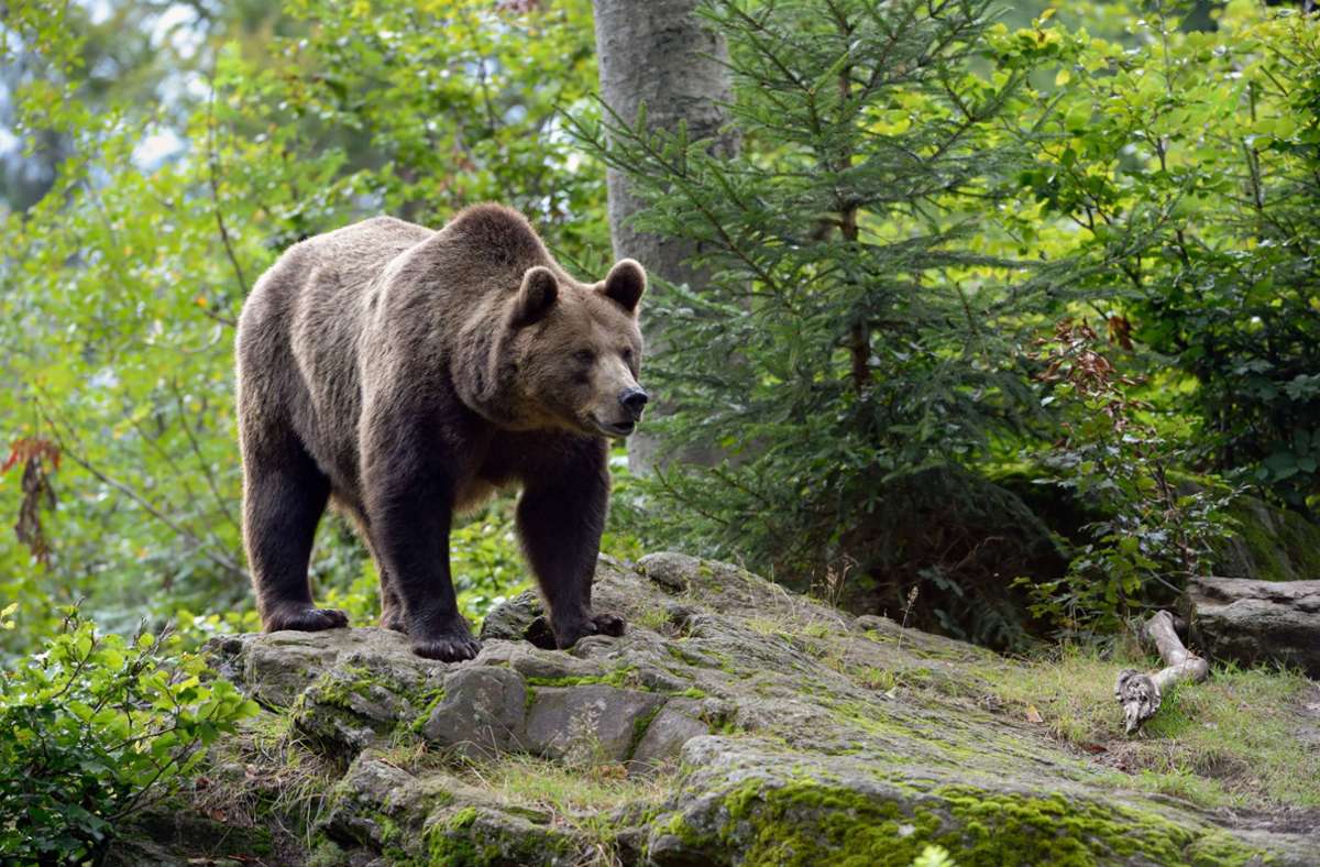 Nach tödlichem Angriff in Italien: Spuren eines Braunbären in Bayern entdeckt