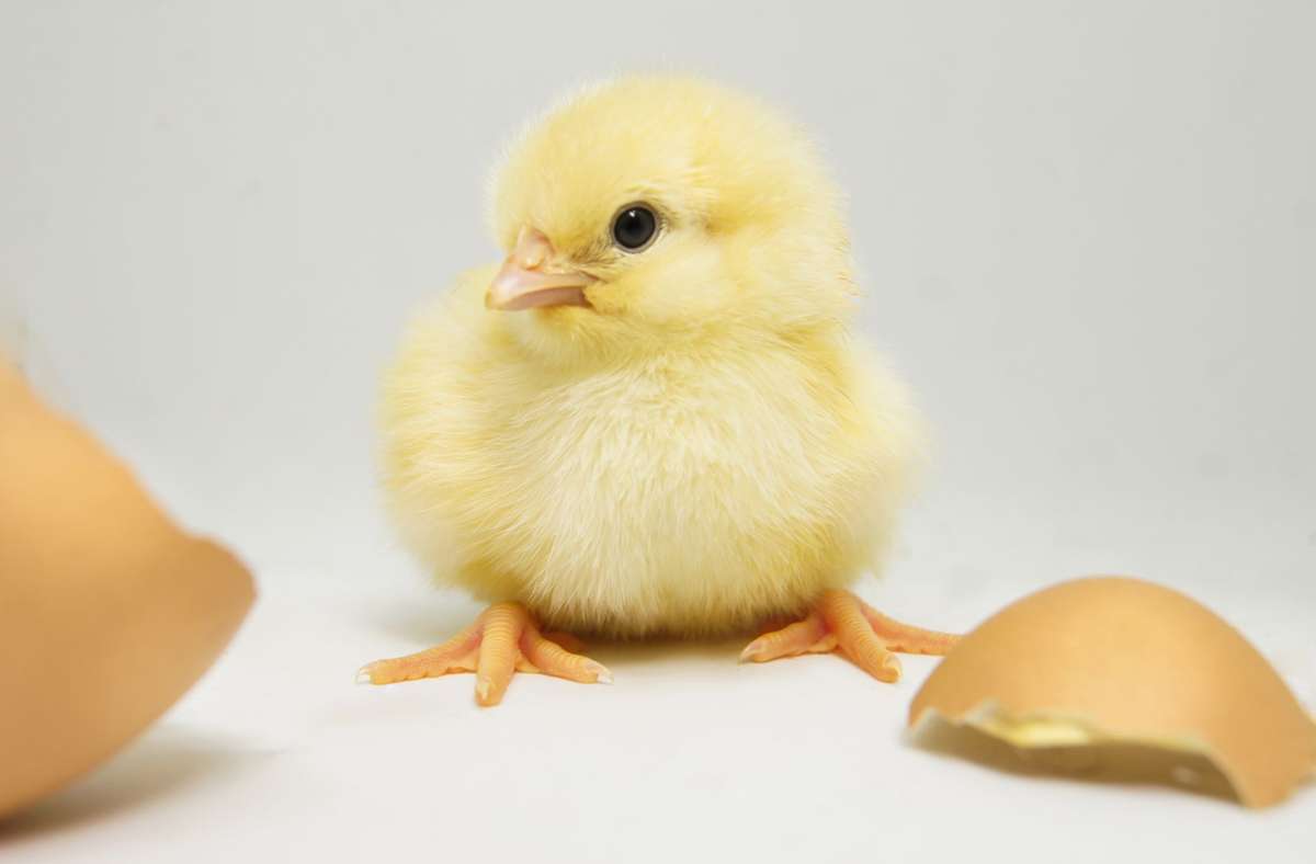 Eier: „Ohne Kükentöten“  – das Label kann vielerlei bedeuten