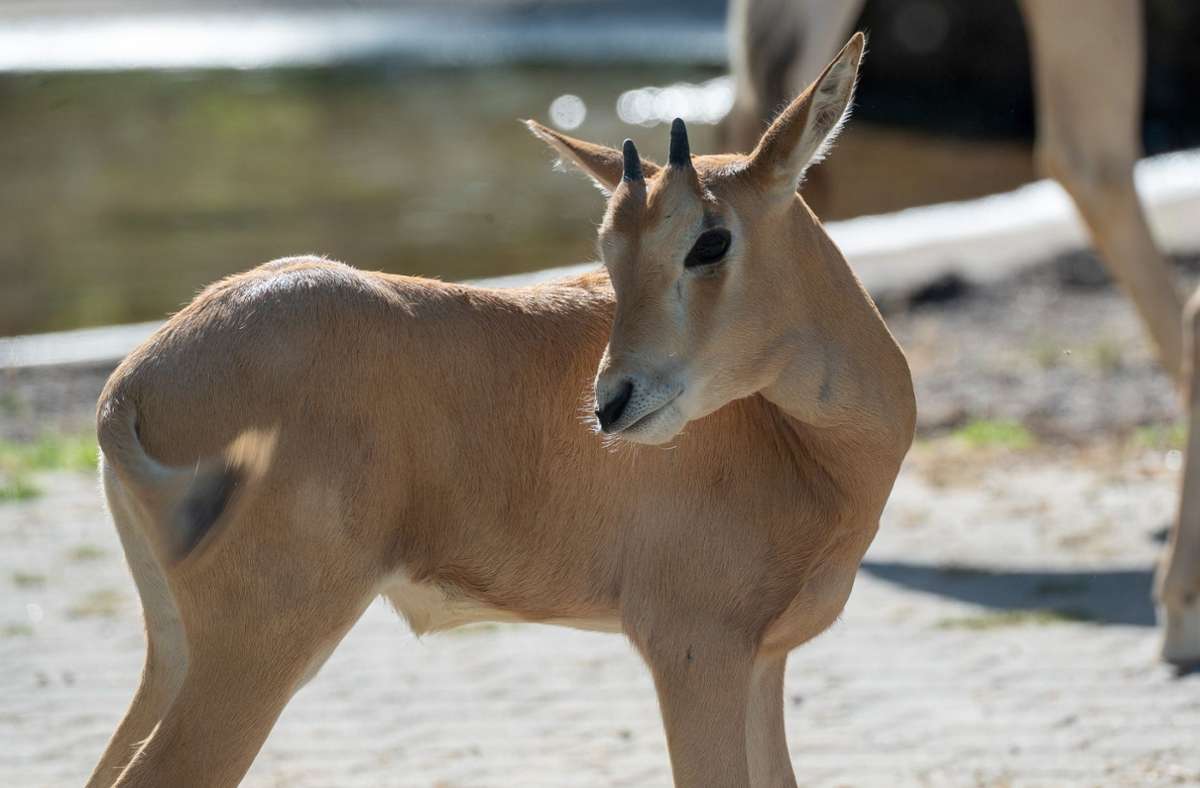 Nachwuchs im Stuttgarter Zoo: So süß sind die zwei kleinen Säbelantilopen in der Wilhelma