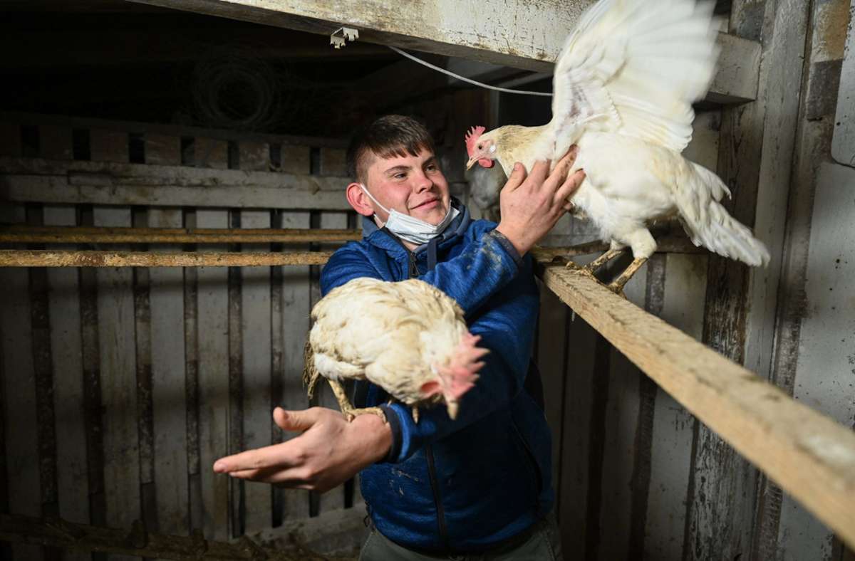 Tettnang am Bodensee: 17-Jähriger schenkt Hühnern aus Massentierhaltung ein zweites Leben