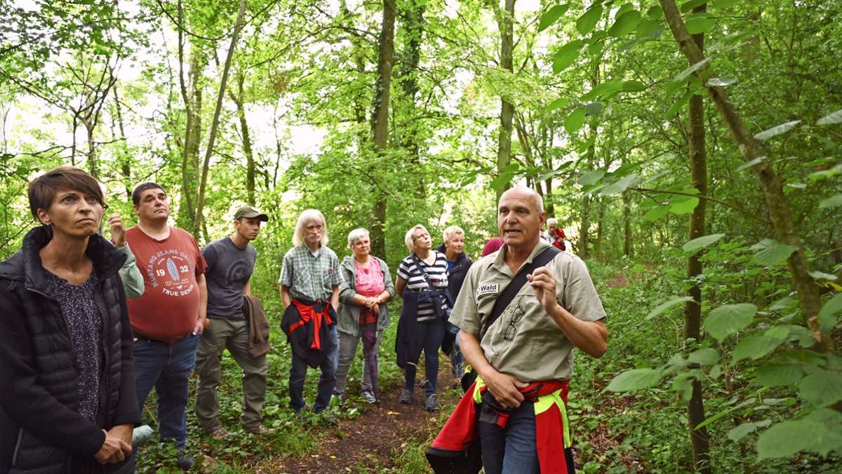 Wald im Kreis Ludwigsburg: Selbst die Eiche ist am Schwächeln