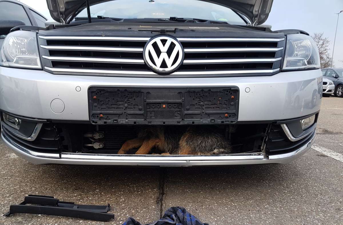 Kurioses aus Schwäbisch Hall: VW erfasst Hund – Tier fährt unter Kühlergrill mit