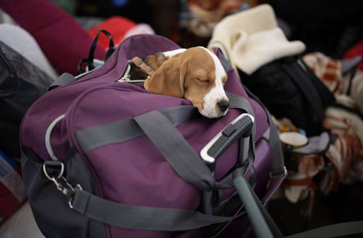 Polen, Medyka: Ein Hund schläft nach der Flucht aus der Ukraine nach Polen in einer Tasche.
