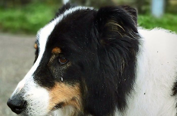 Nachruf auf einen Dorfhund: Sniff ist tot – und fehlt nicht nur Gans Lotte