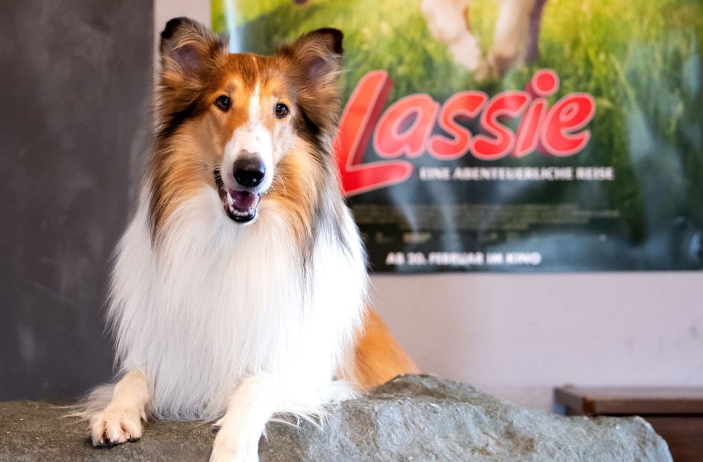 „Lassie“-Film in den Kinos: Will jetzt jeder einen Collie haben?