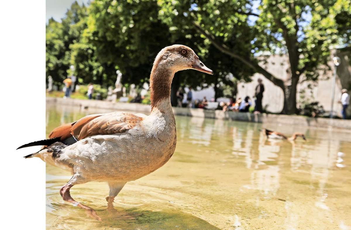 Invasive Art  in Stuttgart: Immer mehr Nilgänse – und was die Stadt dagegen tun kann