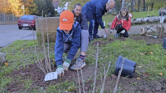 Natur in Hedelfingen: Beerensträucher am Schulweg gepflanzt