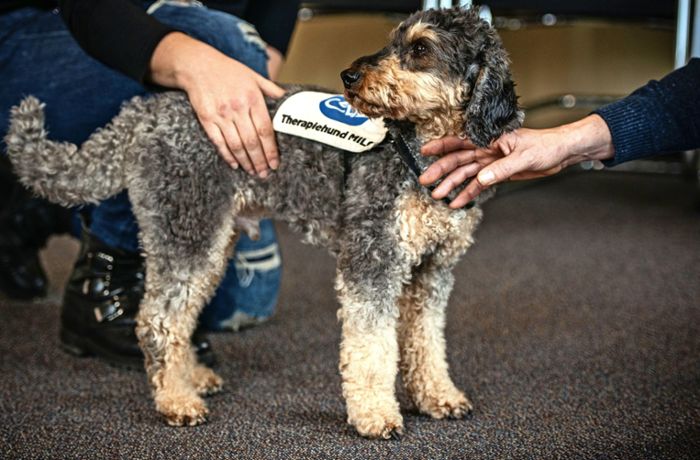 Tiertherapie in Stuttgarter Tagesklinik: Therapiehund Milo versteht ohne Worte
