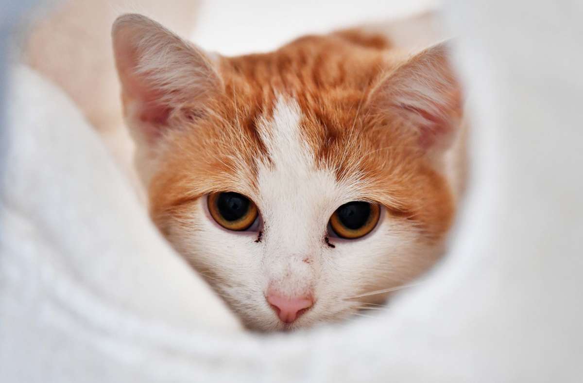Tierquälerei in Bayern: Katzen in luftdicht verschlossenem Paket gefunden