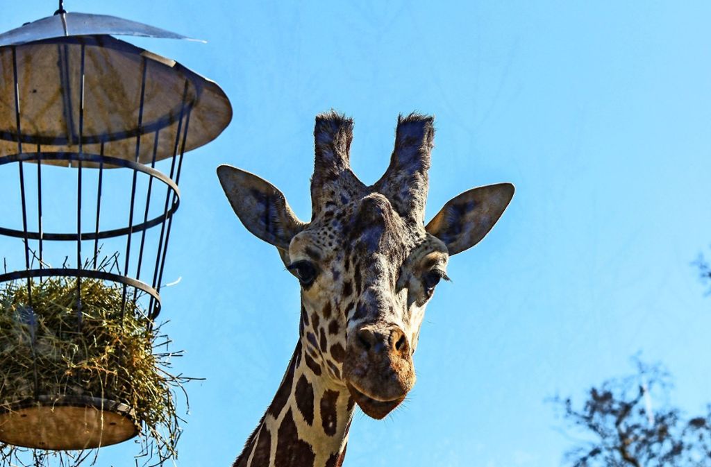 Bad CannstattJungtier hilft beim Aufbau einer Bullengruppe in der Auvergne: Giraffe Dschibuto sagt Tschüss