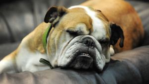 Rasierklingen im Körper – Bulldogge eingeschläfert