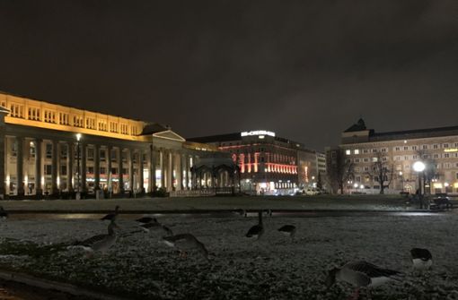 Gänse am Schlossplatz – seit der Ausgangssperre halten sich die Vögel hier vermehrt auf. Foto: privat/Till Kaiser