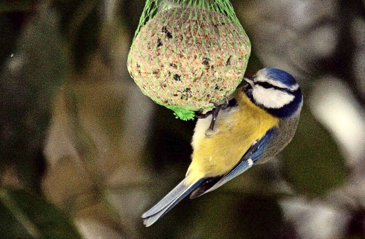 Vögel in Untertürkheim: Winterfütterung sichert Überleben