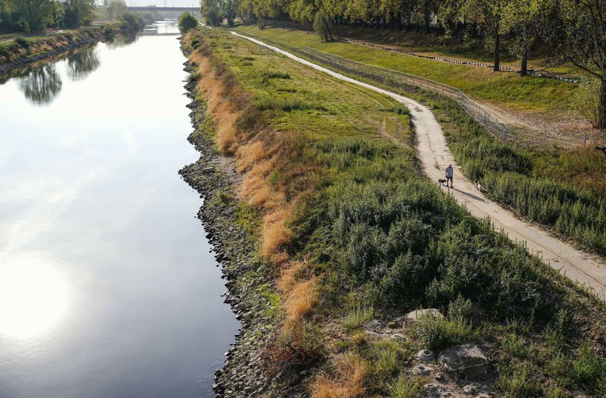 Mannheim: Der Neckar soll wieder natürlicher fließen