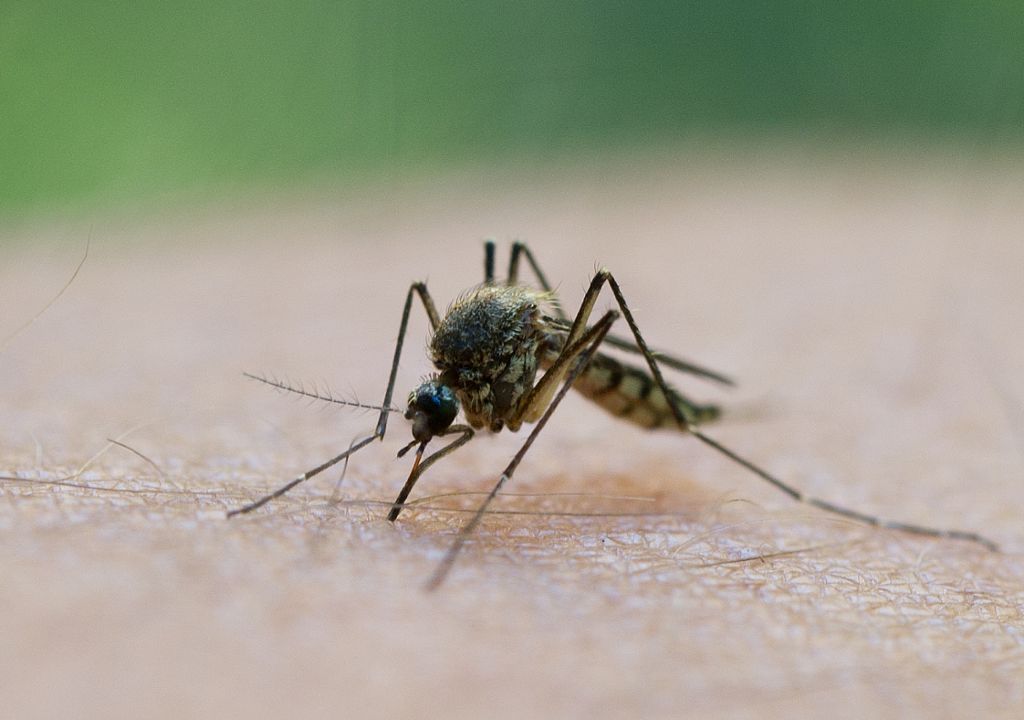 Bekämpfung mit biologischem Wirkstoff Bti ist umstritten: Starkregen bringt im Kampf gegen Stechmücken immer neue Arbeit