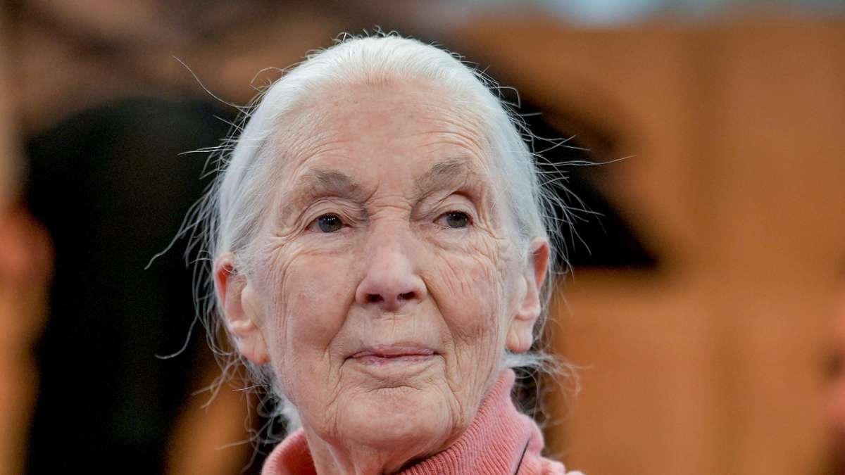 Affenforscherin: Jane Goodall: Der weiße Menschenaffe wird 90
