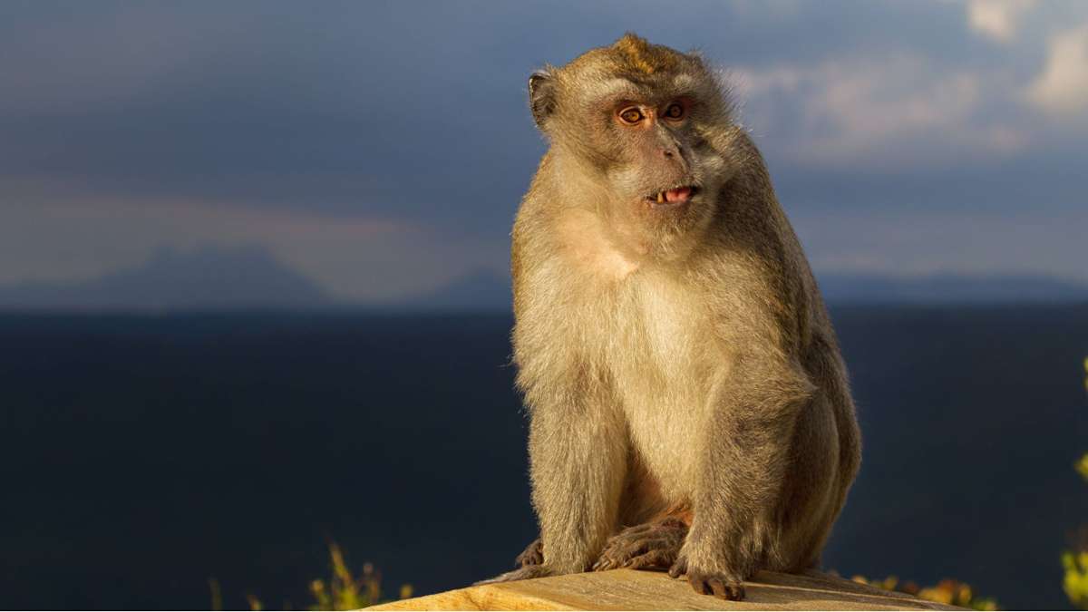 Mischwesen aus Affenzellen: Spenderorgane von Tieren rücken näher