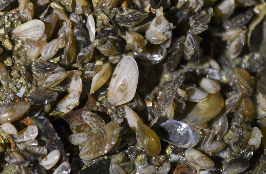 Klar ist jetzt schon: Sie richtet Schäden an.: Quagga-Muschel im Bodensee