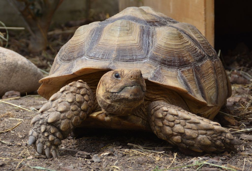 Auffangstation für verwahrloste Schildkröten in Weilimdorf: Löwenzahn für Mister Big