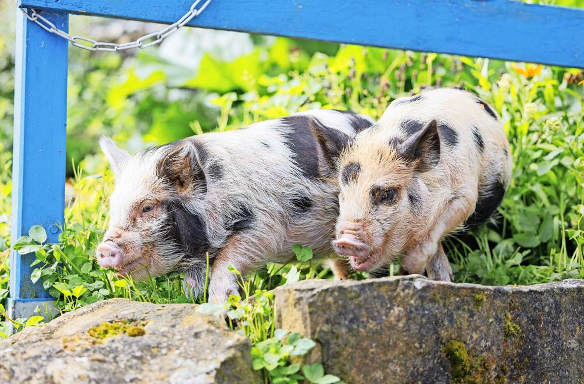 Kunekune-Schweine aus Neuseeland: Es grunzt wieder auf der Böblinger Jugendfarm