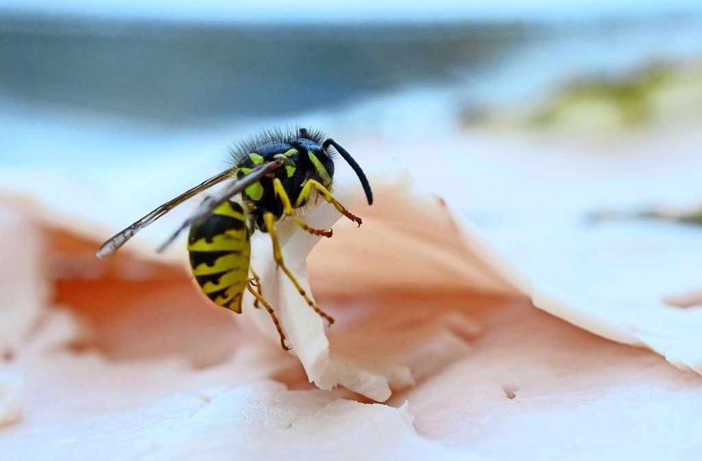 UntertürkheimWegen der trockenen Hitze gibt es wieder mehr Wespen: Größe der Wespen-Völker erreichen Maximum