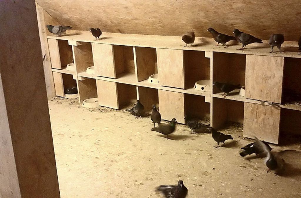 Eiertausch zur Populationskontrolle: Taubenhäuser gegen Tauben