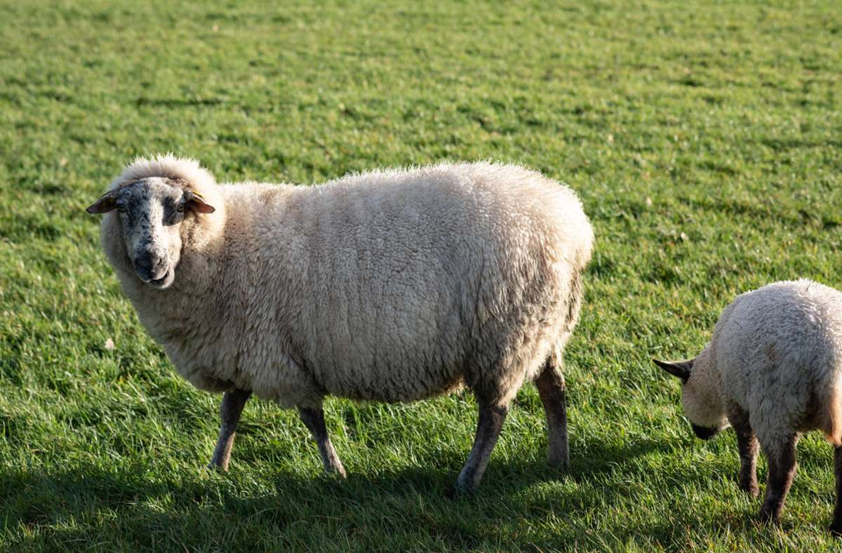 Sandhausen im Rhein-Neckar-Kreis: Unbekannte stehlen Schafe aus Gehege