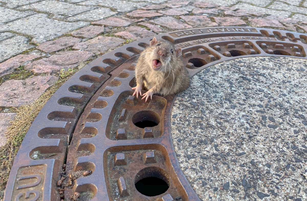 Kitaschließung wegen Nagerbefall: Rattenplage nicht nur in Schorndorf
