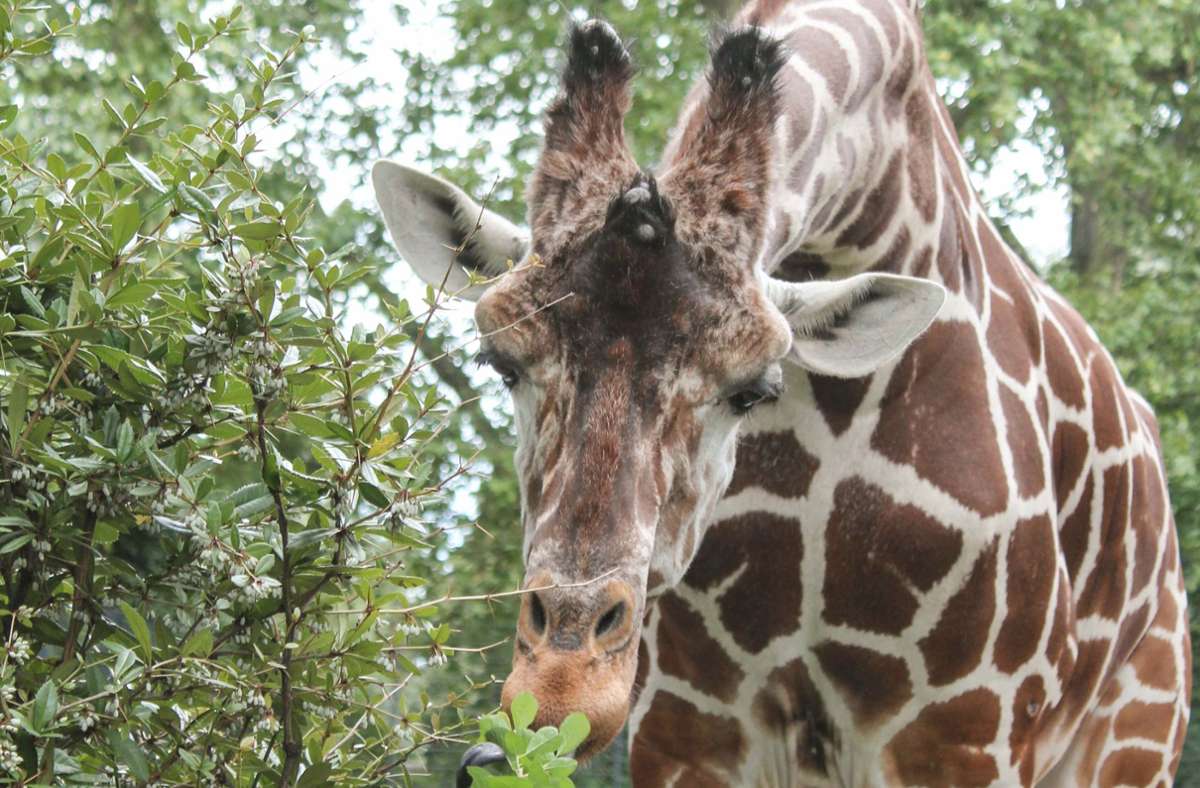 Trauer in der Wilhelma Stuttgart: Giraffenbulle Hanck stirbt bei Narkose