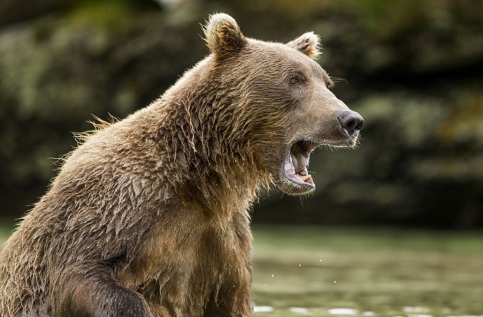 Bären-Attacke im Video: Russe überlebt wilden Angriff von Raubtier