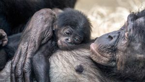 Freude über  Nachwuchs bei den Bonobos wird überschattet