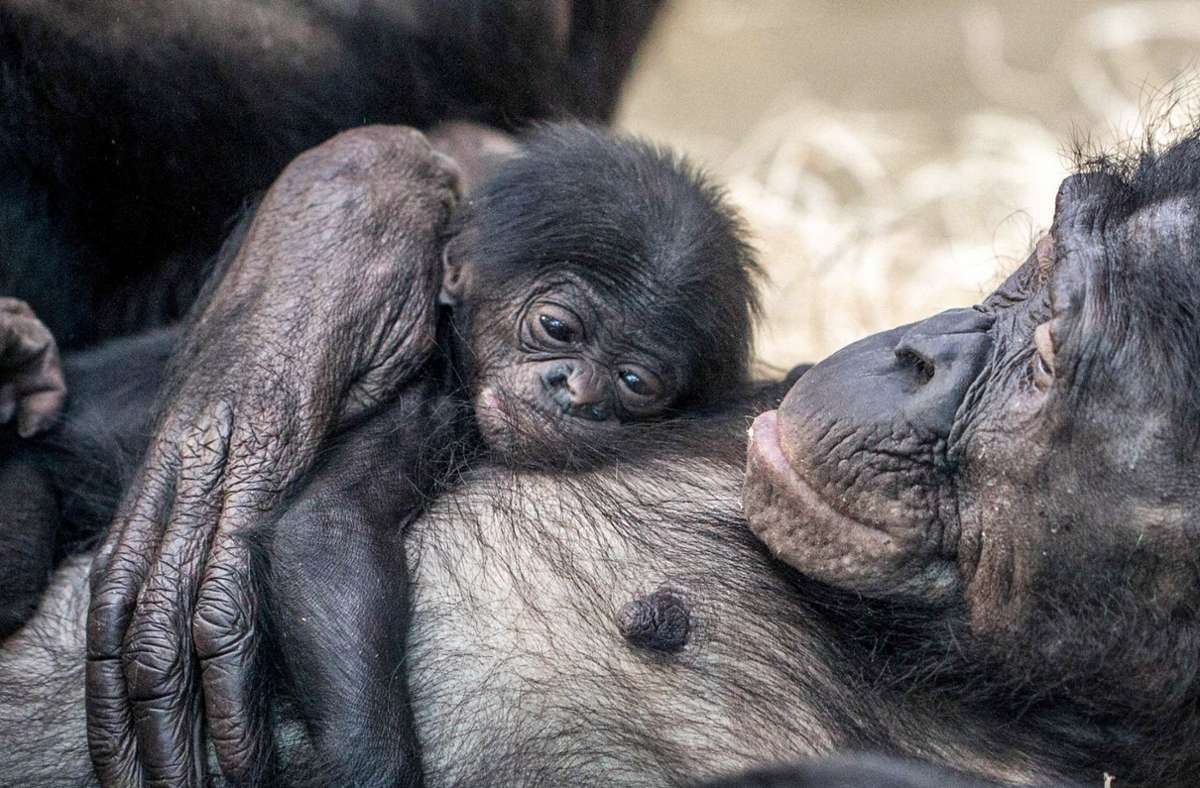 Bonoboweibchen Bikita kuschelt mit ihrem Neugeborenen.