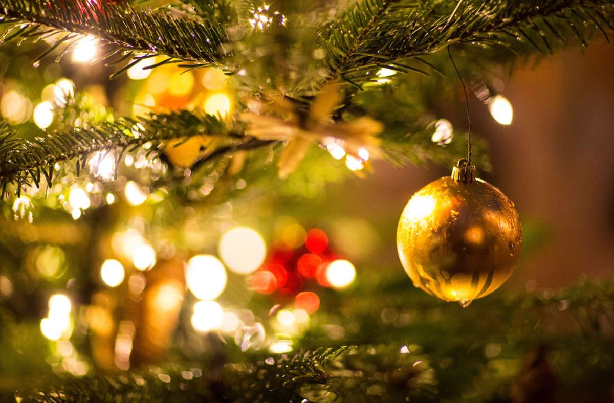 Corona-Pandemie: Weihnachtsbäume könnten in diesem Jahr teurer werden