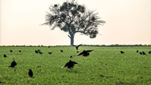 Tote Krähen sollen Felder schützen