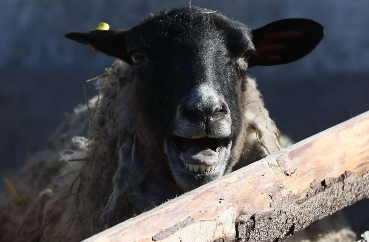 Sturm in Baden-Württemberg: Windböen blasen Schaf immer wieder um – Schäfer rettet Tier
