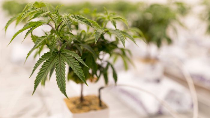 Wo bekommt man Cannabispflanzen für den Anbau?