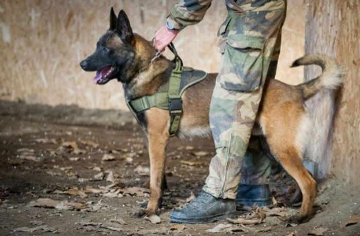 Tapferkeitsorden für Tiere: Britischer Orden für toten französischen Militärhund