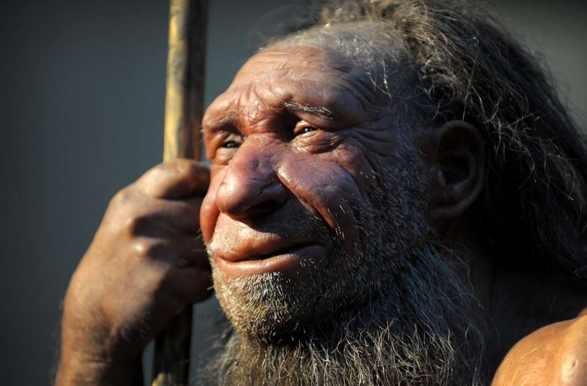 Die Nachbildung eines älteren Neandertalers steht im Neanderthal-Museum in Mettmann (Nordrhein-Westfalen). Der Homo neanderthalensis ist der  letzte ausgestorbene Verwandte des heutigen Menschen, der sich in Europa parallel zum Homo sapiens in Afrika aus gemeinsamen afrikanischen Vorfahren entwickelte. Der Name geht auf das Neandertal, einem Talabschnitt des Flusses Düssel, zurück, wo die ersten Skelettteile 1856 gefunden wurden (Rekonstruktion eines Neandertalers im Neanderthal Museum).