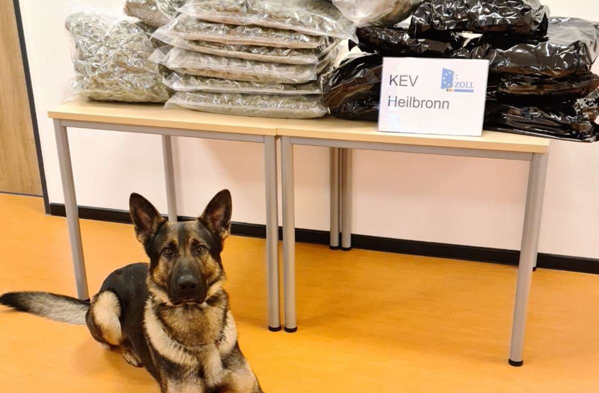 Heilbronn: Rauschgiftspürhund Luc erschnüffelt 15 Kilogramm Marihuana