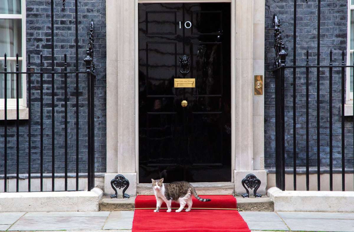 Roter Teppich für Larry: Der Kater ist der eigentliche Star der Downing Street – und bekommt jede Menge Fanpost.