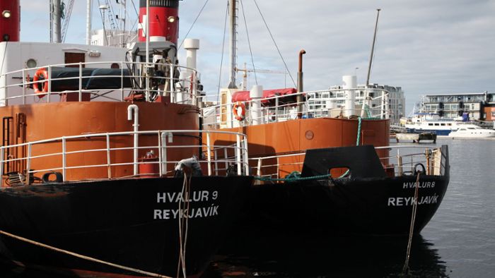 Island lässt Walfang unter strengen Auflagen wieder zu